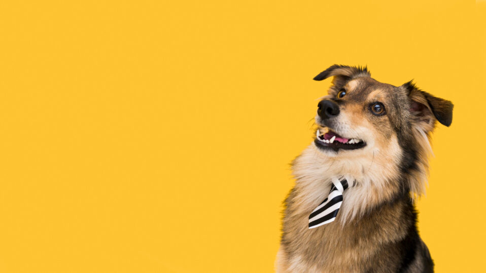 Como limpar o canto do PET