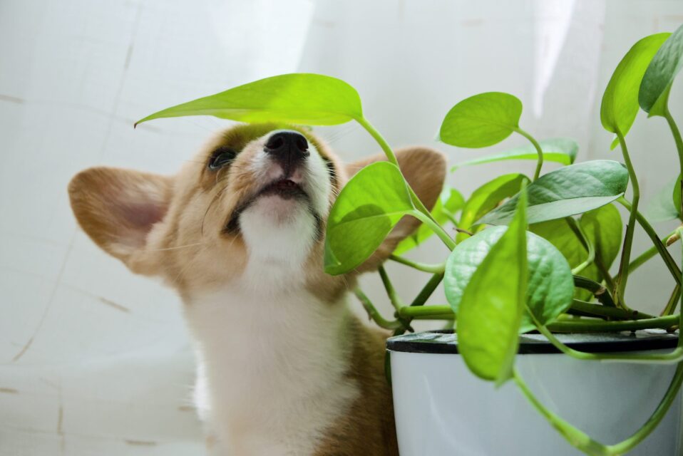 5 dicas para quem tem plantas e pets em casa