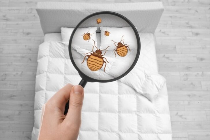 lupa mostrando ácaros no colchão como ilustração.