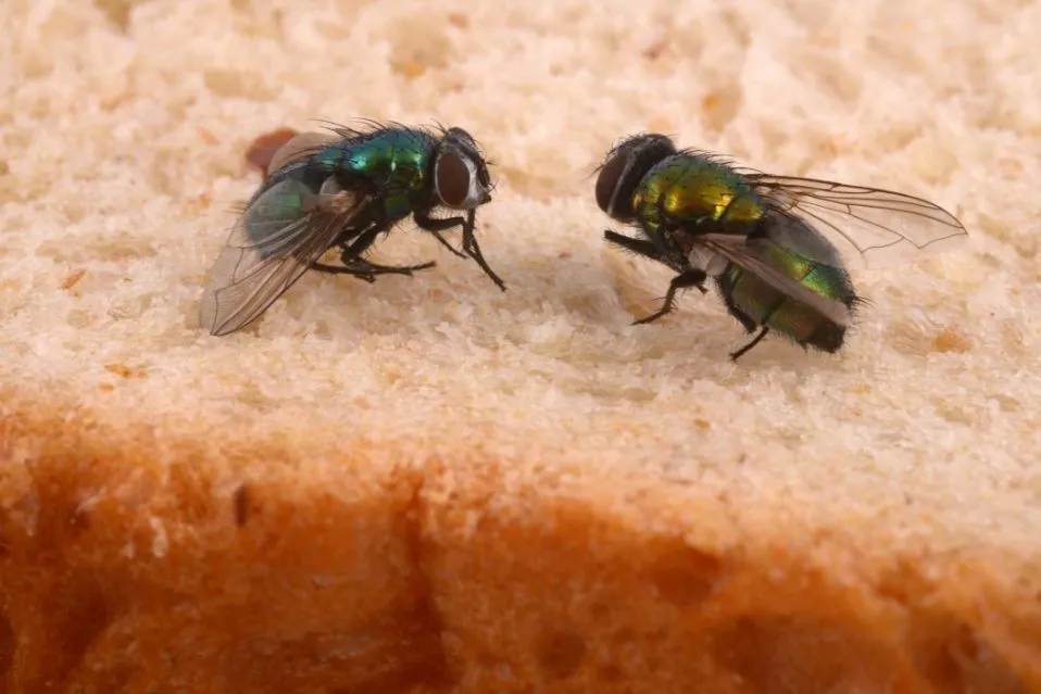 close-up de duas moscas varejeiras esverdeadas sobre uma fatia de pão, com a textura do miolo em destaque.