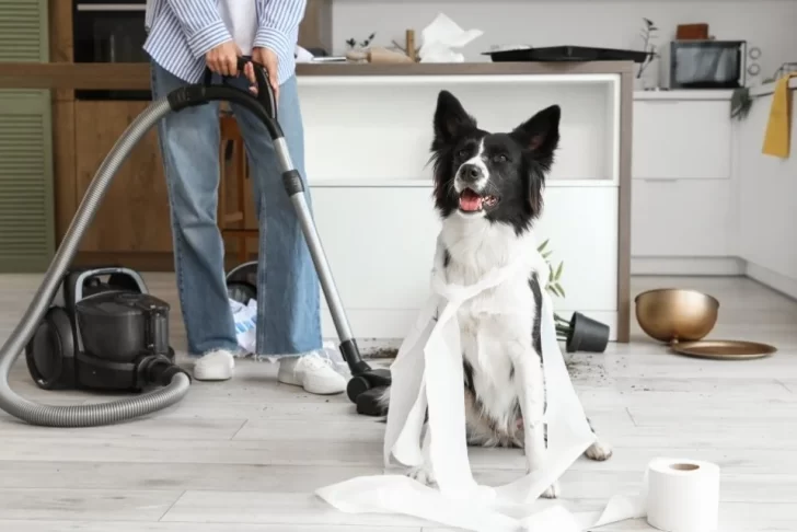 Uma pessoa usando um aspirador de pó em uma cozinha bagunçada, com terra de planta no chão e utensílios espalhados. Um cachorro Border Collie senta-se no centro da bagunça, com papel higiênico enrolado ao seu redor e um rolo desfeito perto dele, olhando para a câmera.